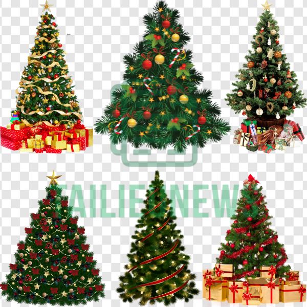 Download Cây Thông Vector Miễn Phí - File PNG, JPG Vector cây thông noel