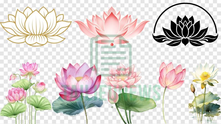 Bộ sưu tập vector hoa sen