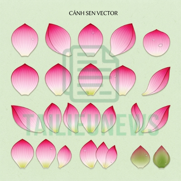 cánh hoa sen vector