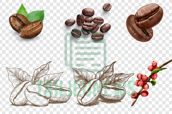 Download Coffee Vector PNG Miễn Phí – Hình Ly, Hạt, Logo Cà Phê Cực Sắc Nét Coffee bean vector