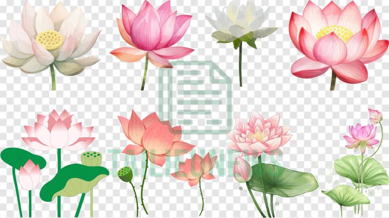 Download hoa sen vector