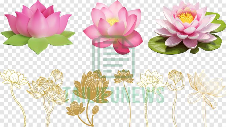 Mẫu hoa sen vector miễn phí