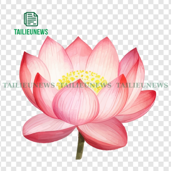 Vector hoa sen hồng
