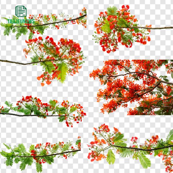 Cành hoa phượng vector PNG
