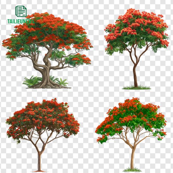 Cây hoa phượng vector