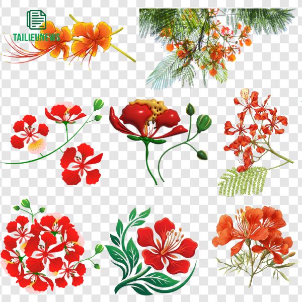 Hoa phượng vĩ vector