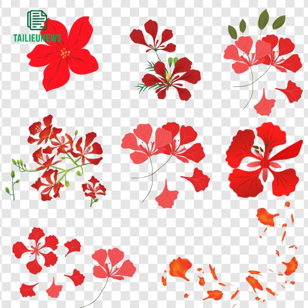 Vector cánh hoa phượng