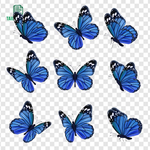 Hình con bướm vector
