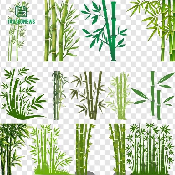 Tải 17+ Bộ File Cây Tre Vector Đẹp ( AI/EPS/PNG ) Miễn Phí Chất Lượng Cao Download cây tre vector miễn phí