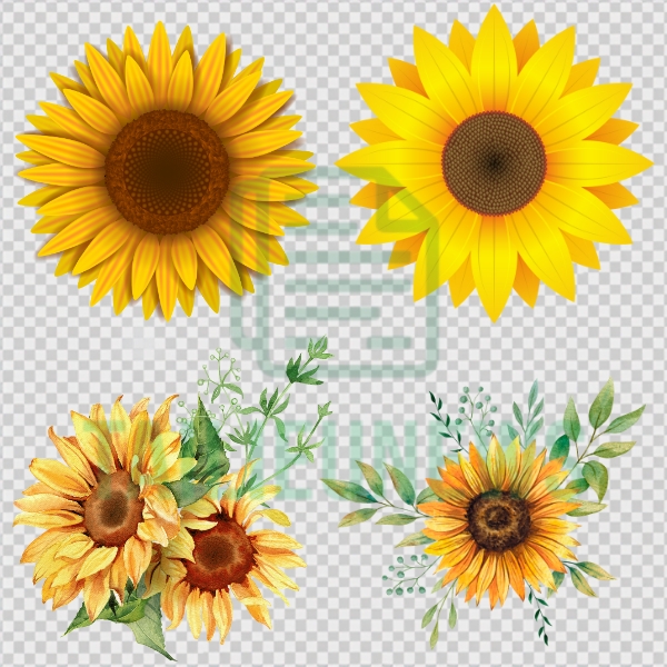 ảnh hoa hướng dương vector