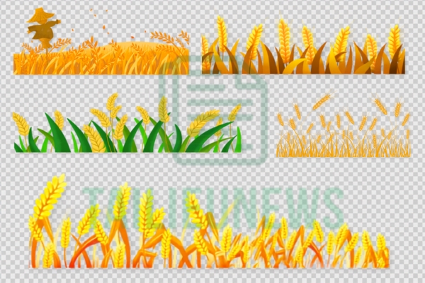 Download Free Bông Lúa Vector Đẹp - Chuẩn File AI, PNG, SVG, CDR biểu tượng bông lúa vector