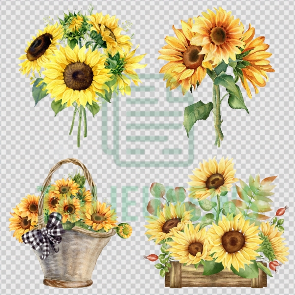 bó hoa hướng dương vector