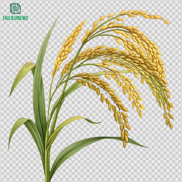 Download Free Bông Lúa Vector Đẹp - Chuẩn File AI, PNG, SVG, CDR bông lúa đẹp vector