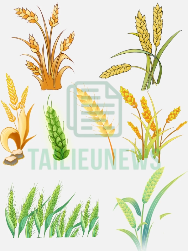 Download Free Bông Lúa Vector Đẹp - Chuẩn File AI, PNG, SVG, CDR bông lúa vector corel