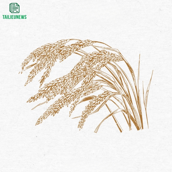 Download Free Bông Lúa Vector Đẹp - Chuẩn File AI, PNG, SVG, CDR bông lúa vector