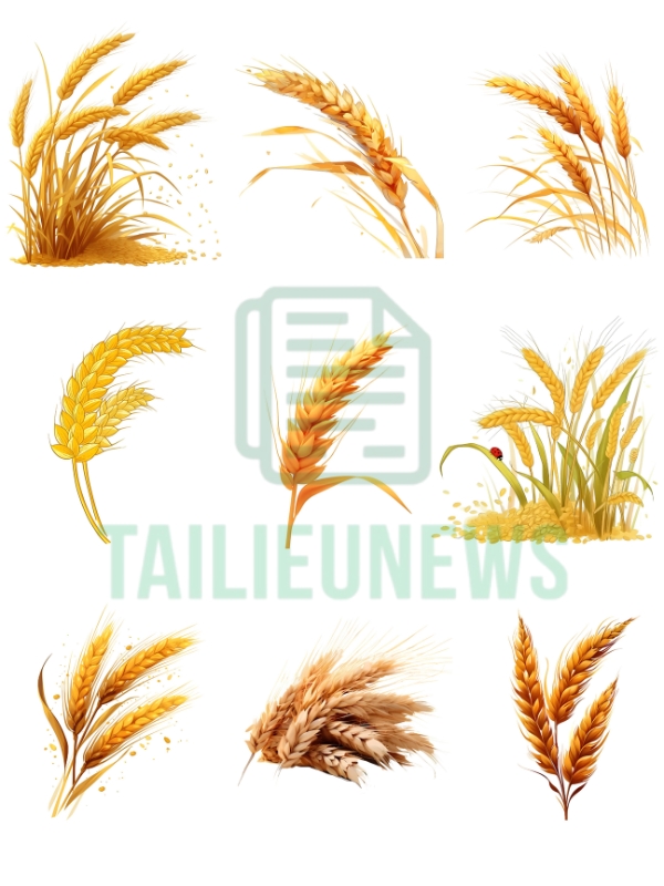 Download Free Bông Lúa Vector Đẹp - Chuẩn File AI, PNG, SVG, CDR lúa gạo vector