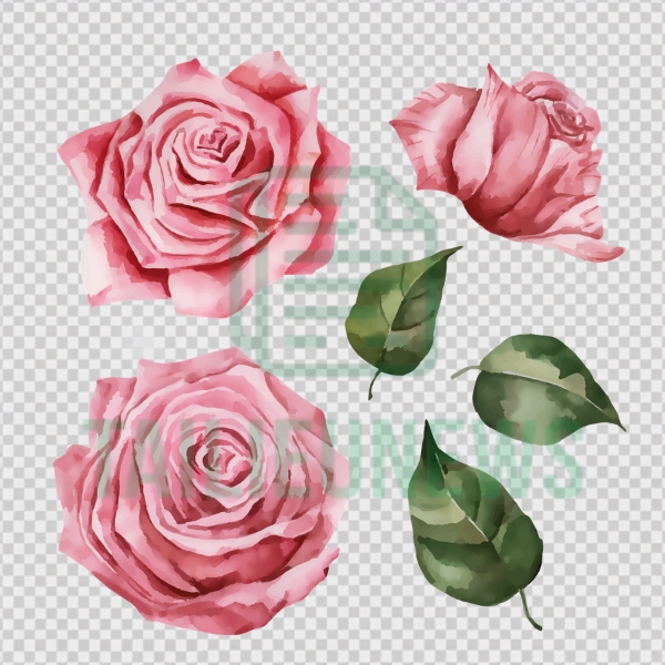 Tải Hoa Hồng Vector Đẹp Miễn Phí File AI, SVG, EPS, PNG Chất Lượng Cao bông hoa hồng vector