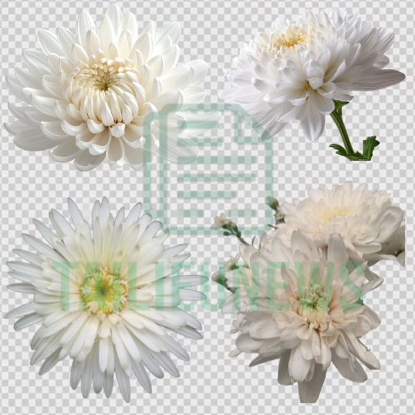 hoa cúc trắng vector