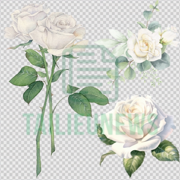 Tải Hoa Hồng Vector Đẹp Miễn Phí File AI, SVG, EPS, PNG Chất Lượng Cao hoa hồng trắng vector