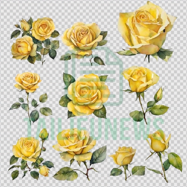 Tải Hoa Hồng Vector Đẹp Miễn Phí File AI, SVG, EPS, PNG Chất Lượng Cao hoa hồng vàng vector