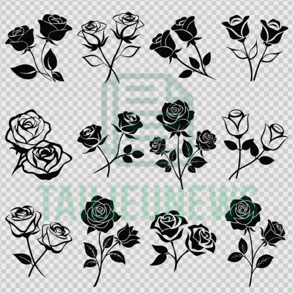 Tải Hoa Hồng Vector Đẹp Miễn Phí File AI, SVG, EPS, PNG Chất Lượng Cao hoa hồng vector đen trắng