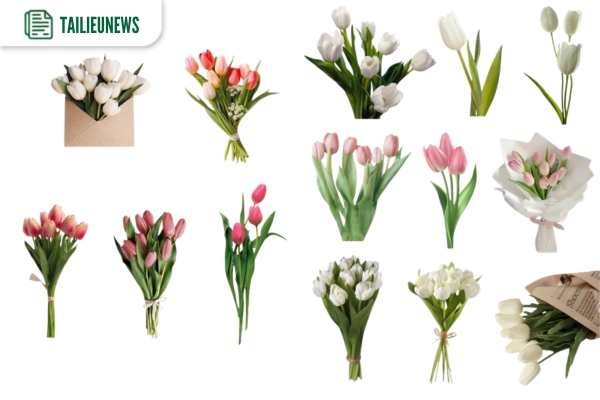 hoa tulip vector